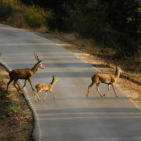 Alba Taruta 구아달루페