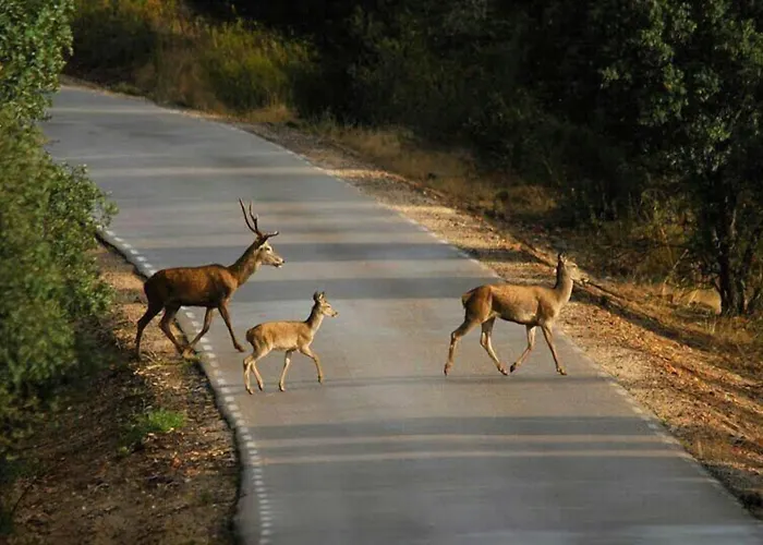Alba Taruta Guadalupe (Extremadura)